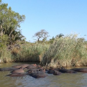 Hippo's at Isimangilso - Place of wonder and Miracles!