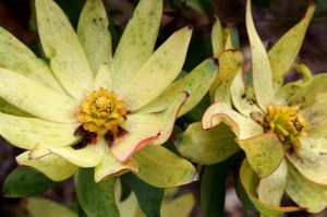 Picture of Nature's perfection taken by recent Fynbos Retreat guest, Sheryl