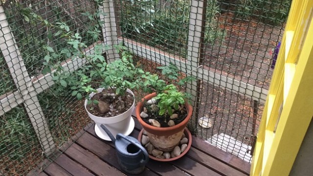 For the love of roses